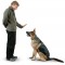 dog-training.jpg
